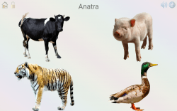 Gioca e impara: animali, colori, numeri, lettere, versi, nomi e curiosità