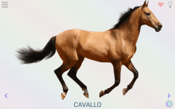 Gioca e impara: animali, colori, numeri, lettere, versi, nomi e curiosità