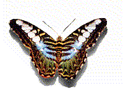 farfalla.gif