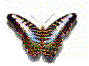 farfalla2.gif