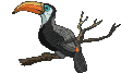 tucano.gif