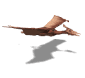 pterodattilo.gif